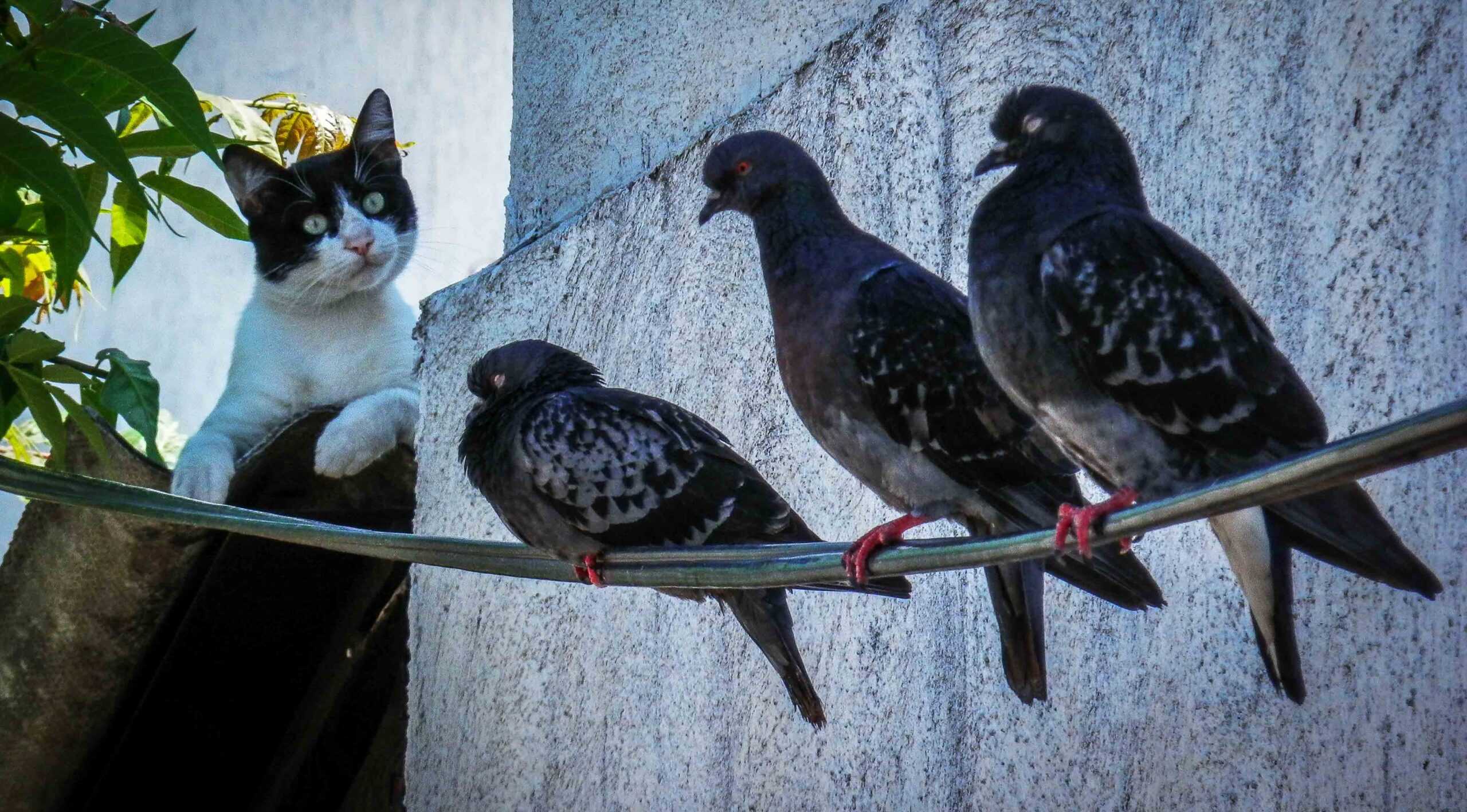 Do Cats Eat Birds? You Wouldn’t Believe These 10 Facts Petanew