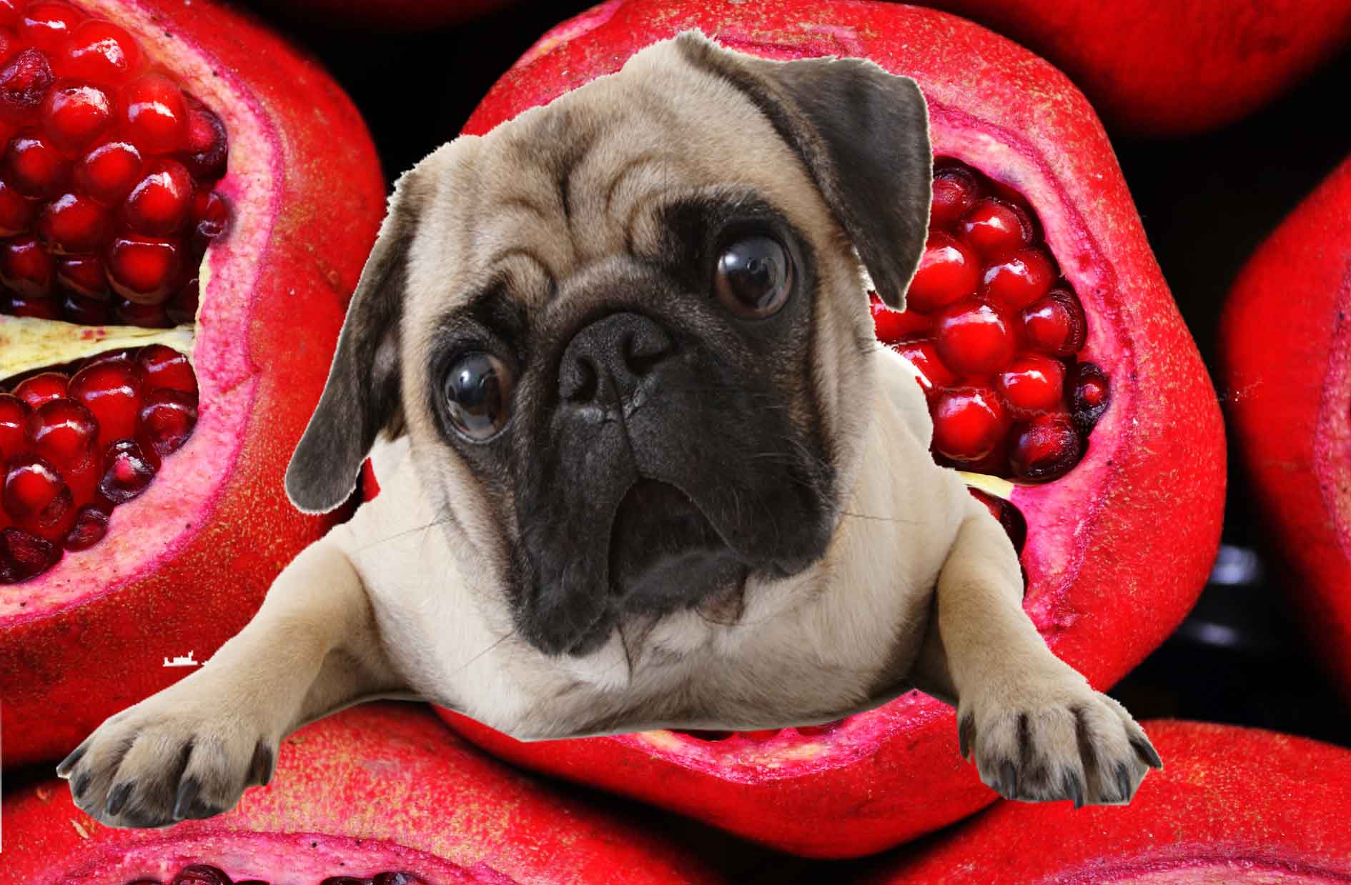 Pomegranate-dog