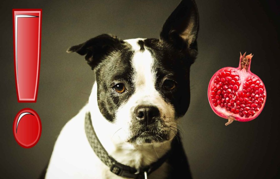 Can dogs eat pomegranates? Find out here!
