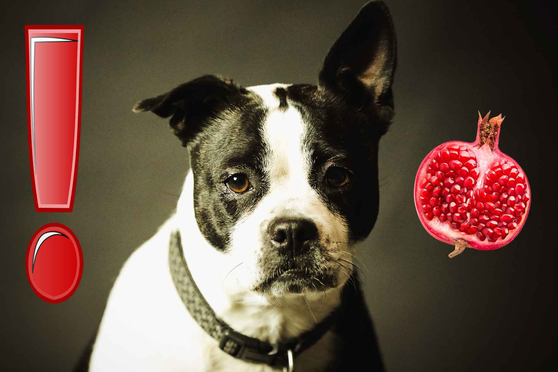 can dog eat pomegranate
