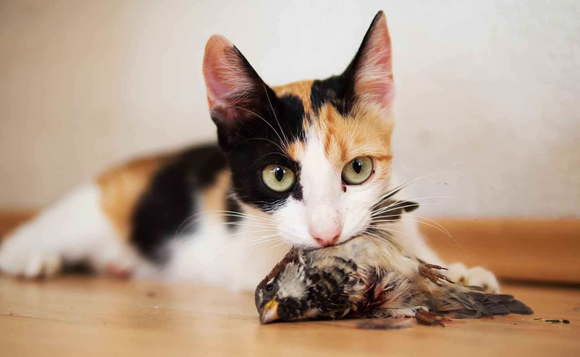 Do Cats Eat Birds? You Wouldn’t Believe These 10 Facts Petanew