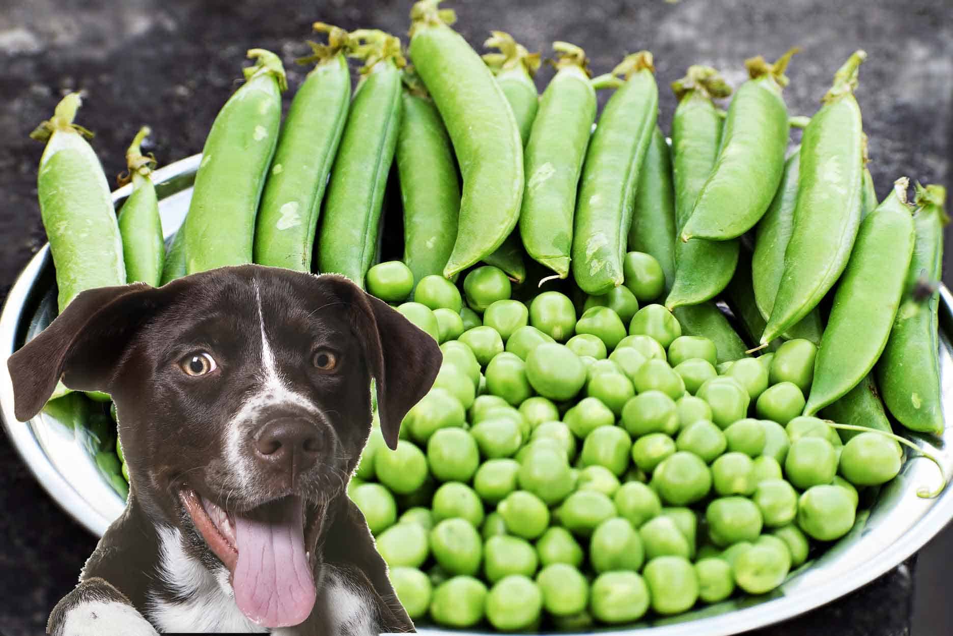 dogs eat peas