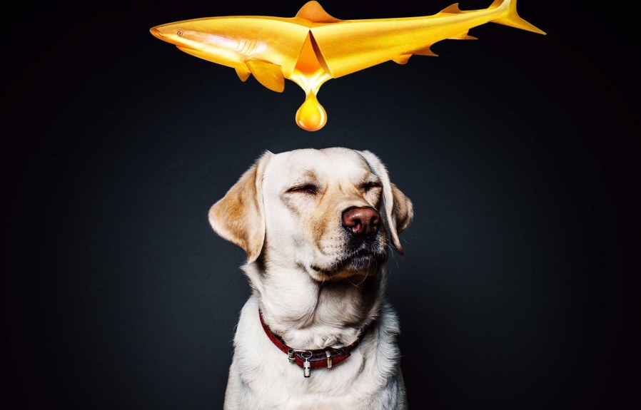 How I Almost Killed My Dog With Fish Oil? a cautionary tale
