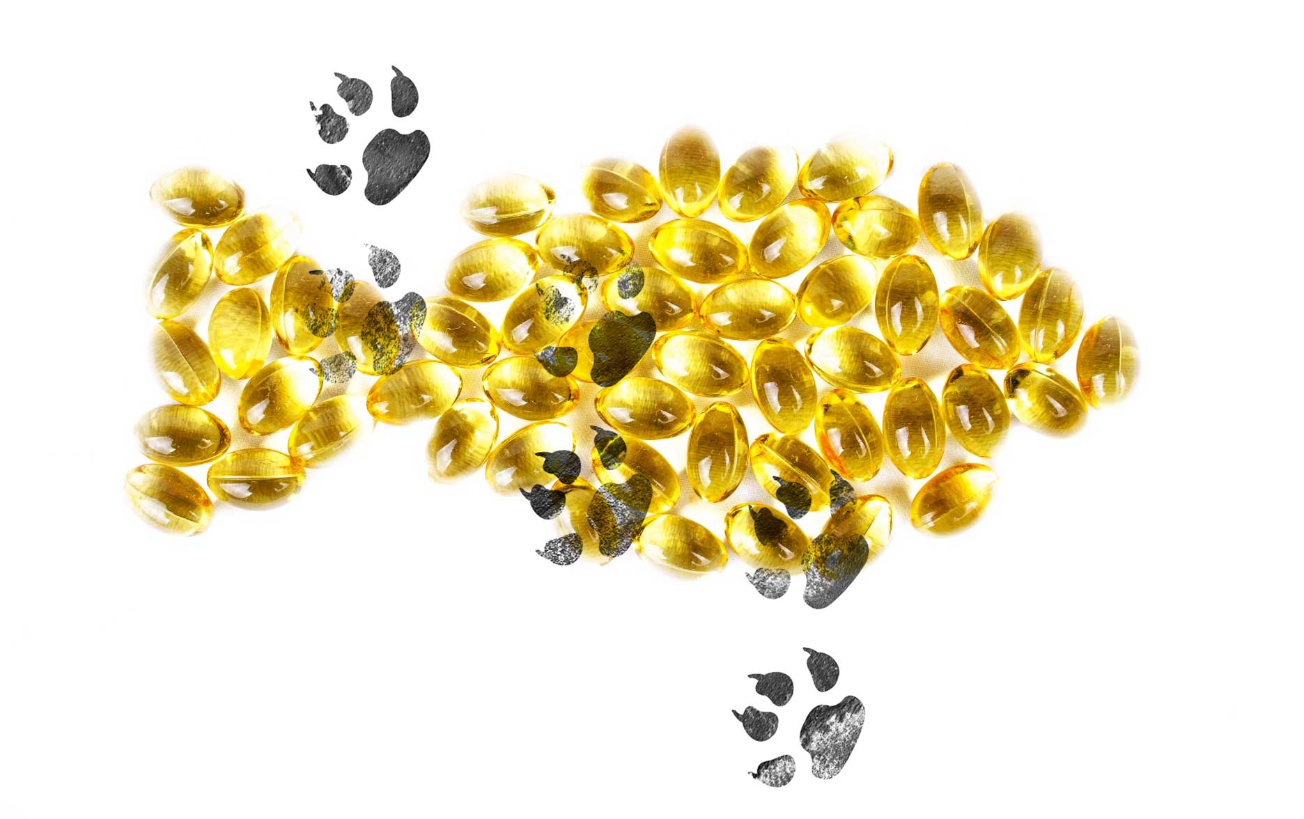  killed my dog with fish oil