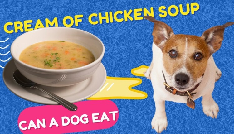can a dog eat cream of chicken soup