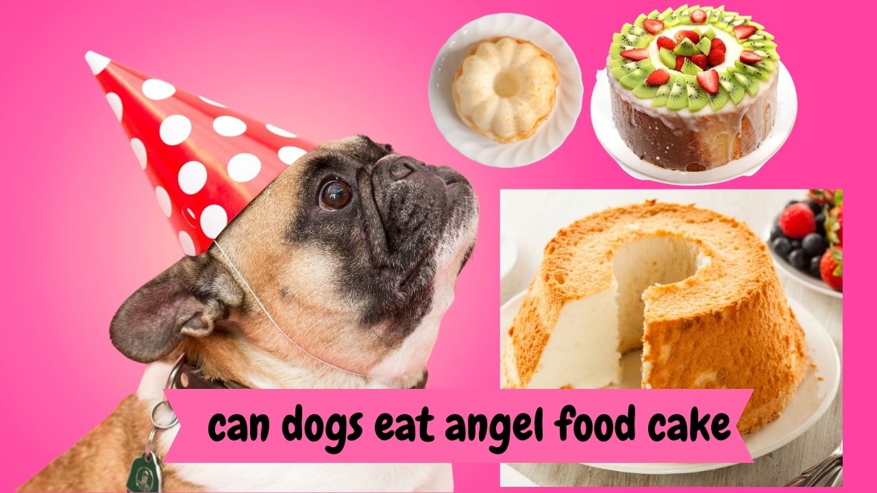 can dogs eat angel food cake