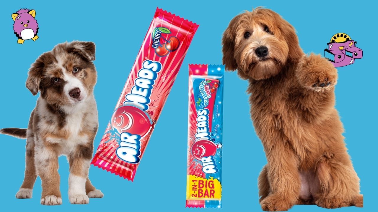 can dogs eat airheads