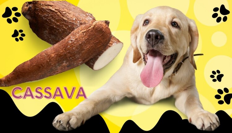 can dog eat cassava