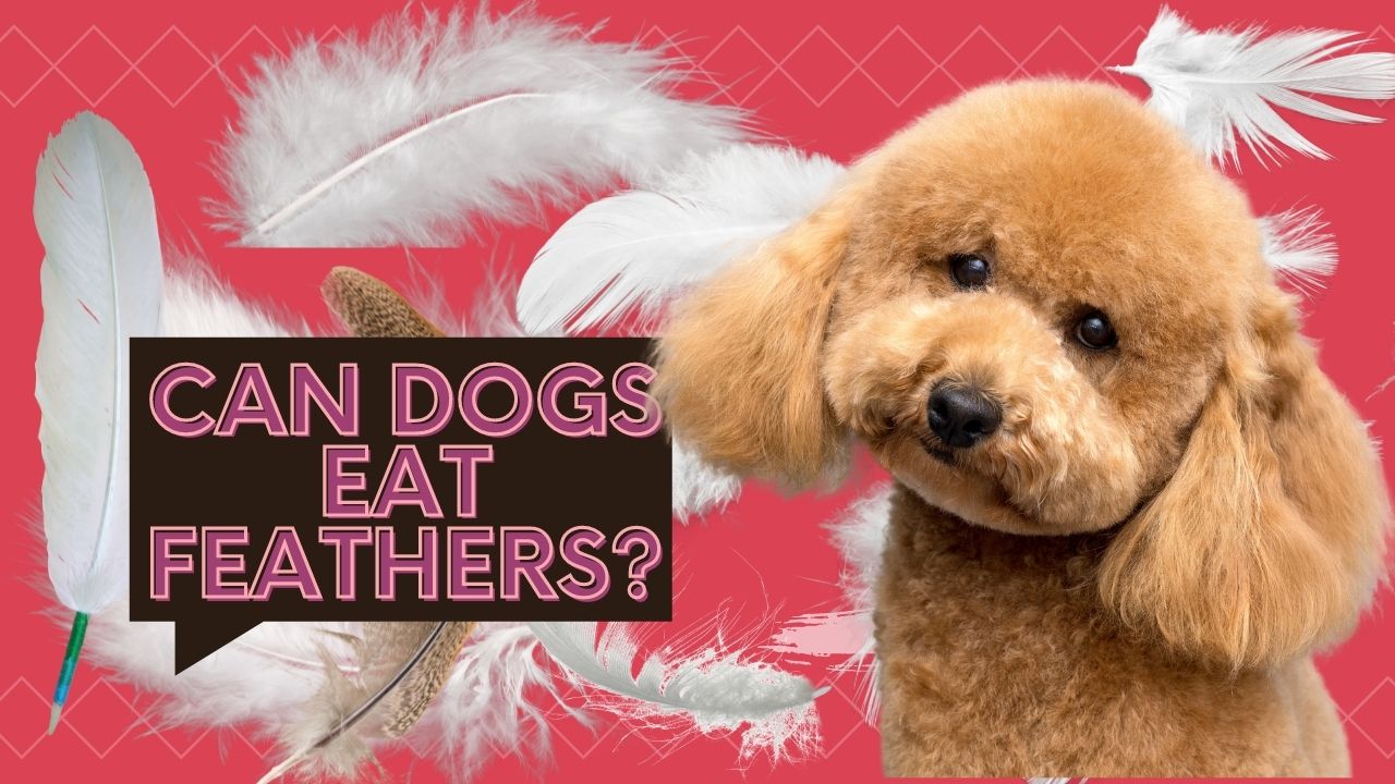 can dogs eat feathers