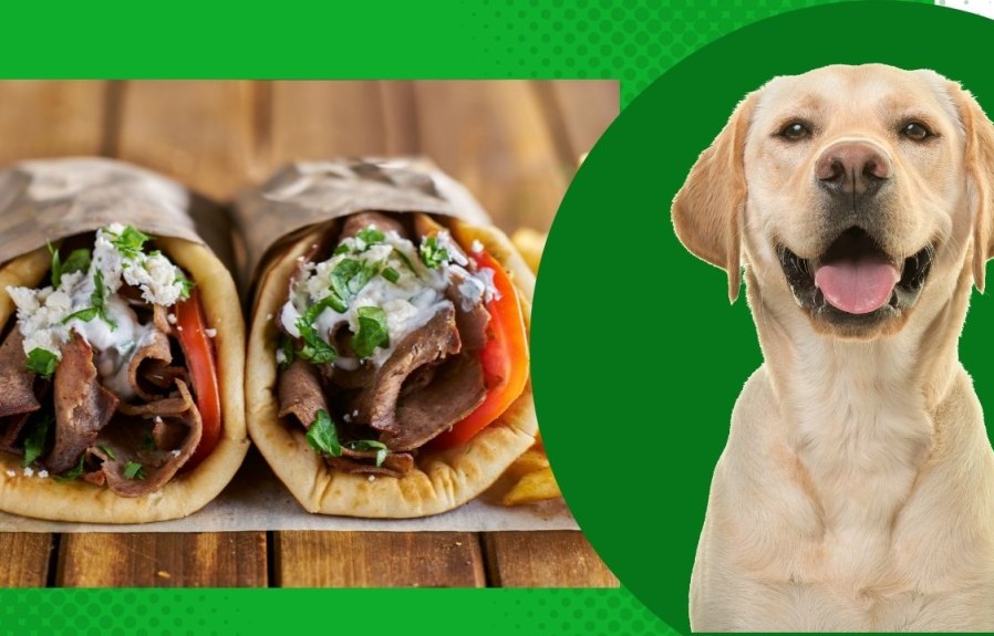 Can Dogs Eat Gyro Meat? An Honest Answer from a Vet