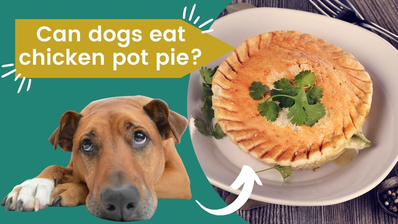 can dogs eat chicken pot pie