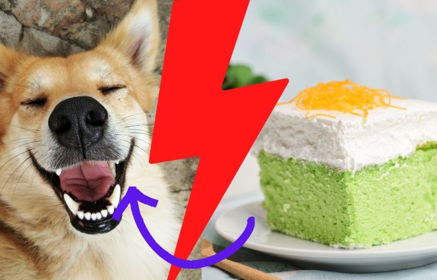 Is Pandan Cake Safe for Dogs? Everything You Need to Know