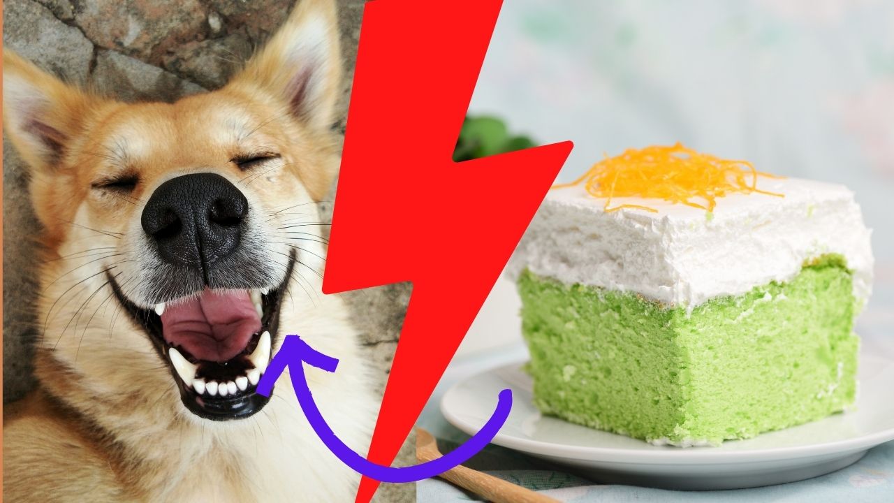 can dog eat pandan cake