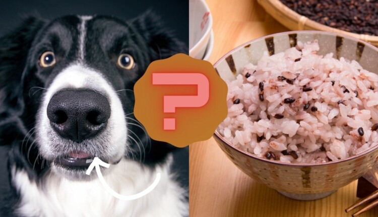 Can Dogs Eat Black Rice?
