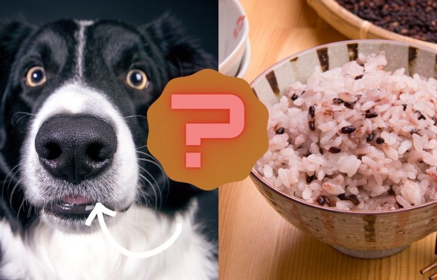 Can Dogs Eat Black Rice? 10 Things You Should Know