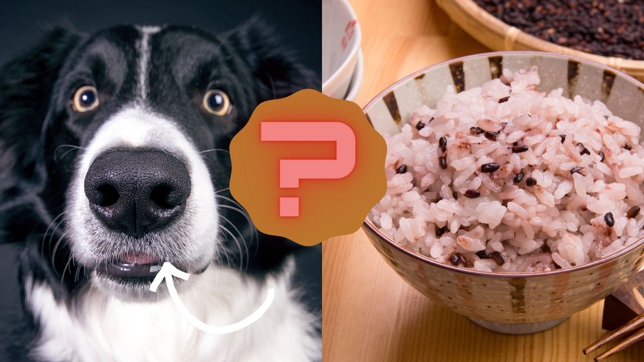 Can Dogs Eat Black Rice?