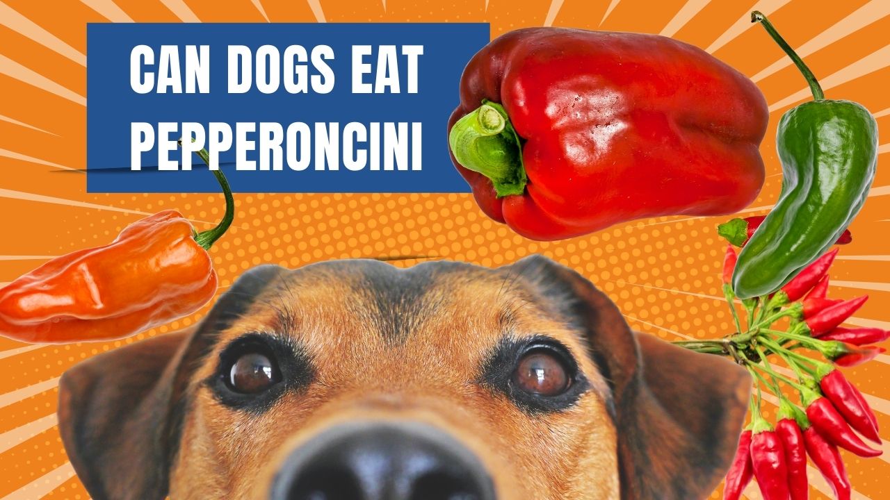 can dogs eat pepperoncini