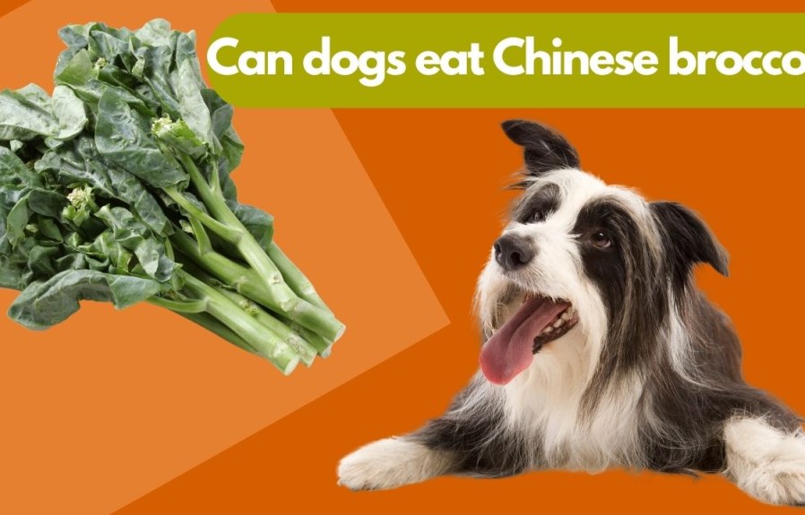 Can Dogs Eat Chinese Broccoli? Everything You Need to Know