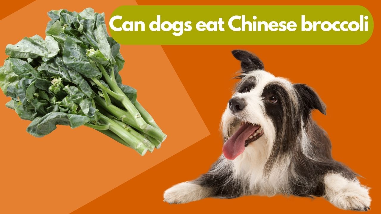 can dogs eat chinese broccoli