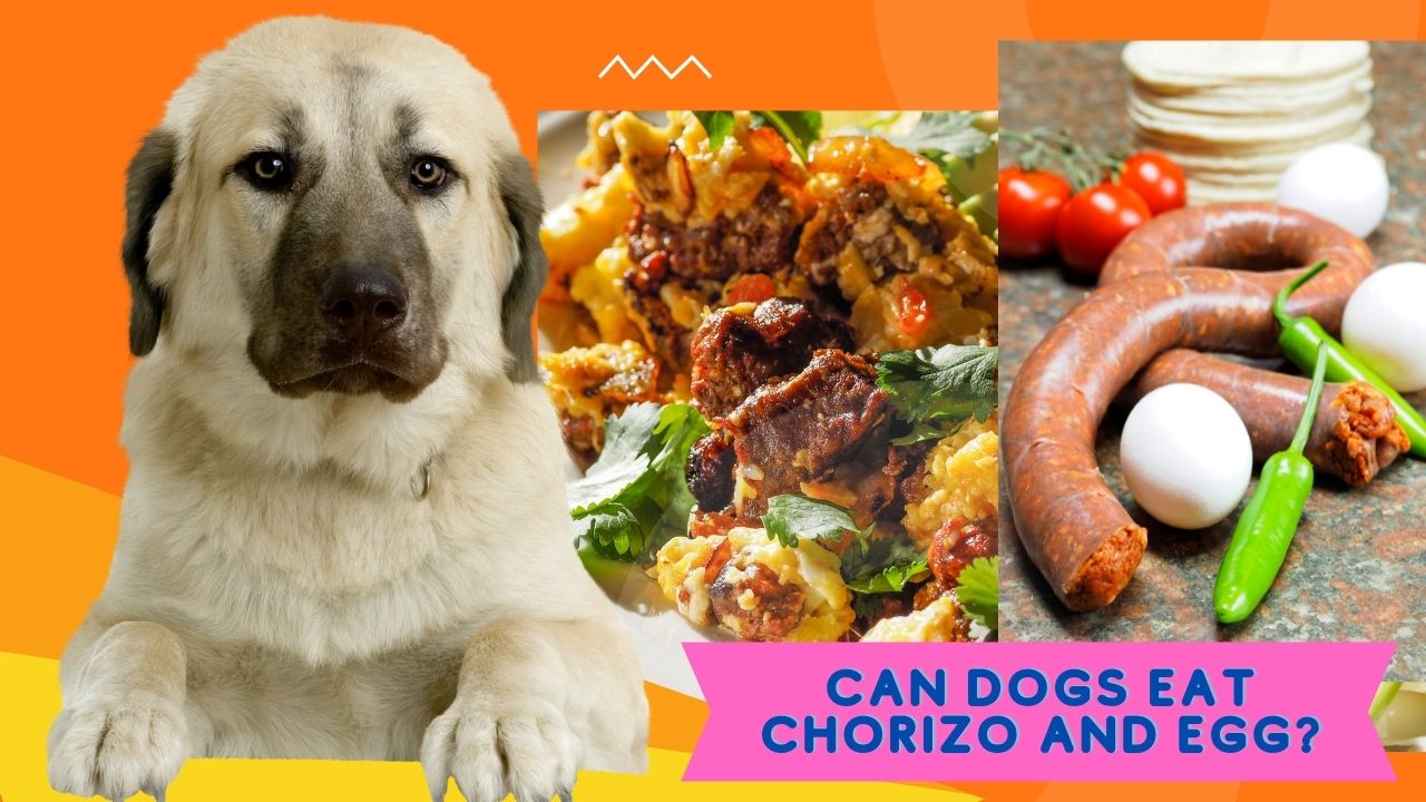 Can Dogs Eat Chorizo and Egg?
