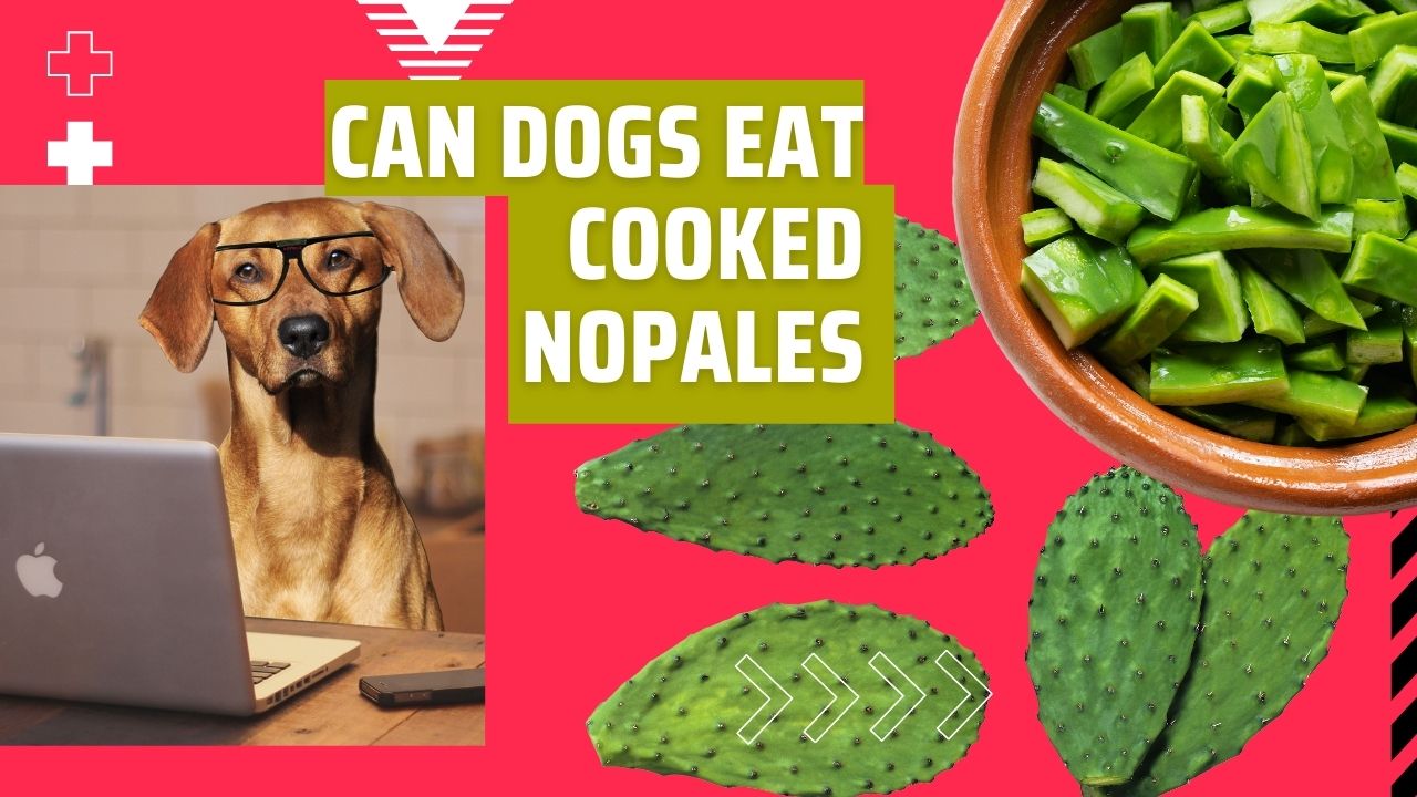 can dogs eat cooked nopales