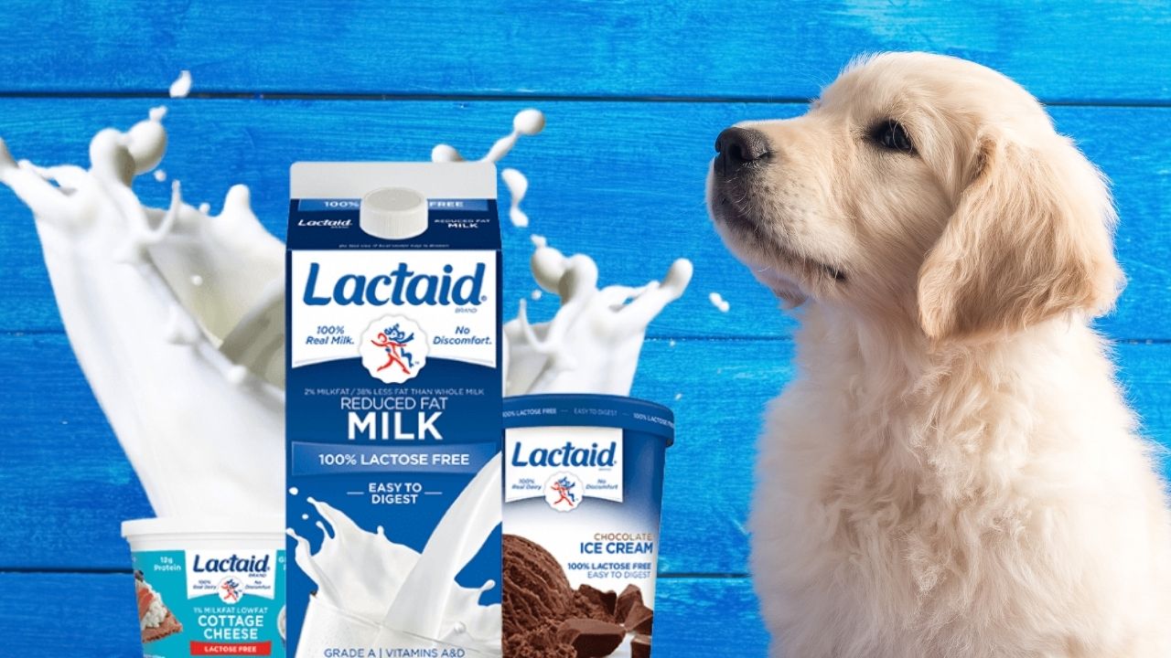 can dogs eat lactaid