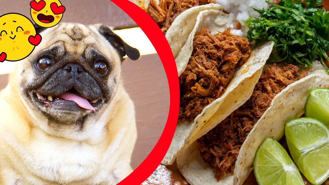 Can Dogs Eat Taco Meat?