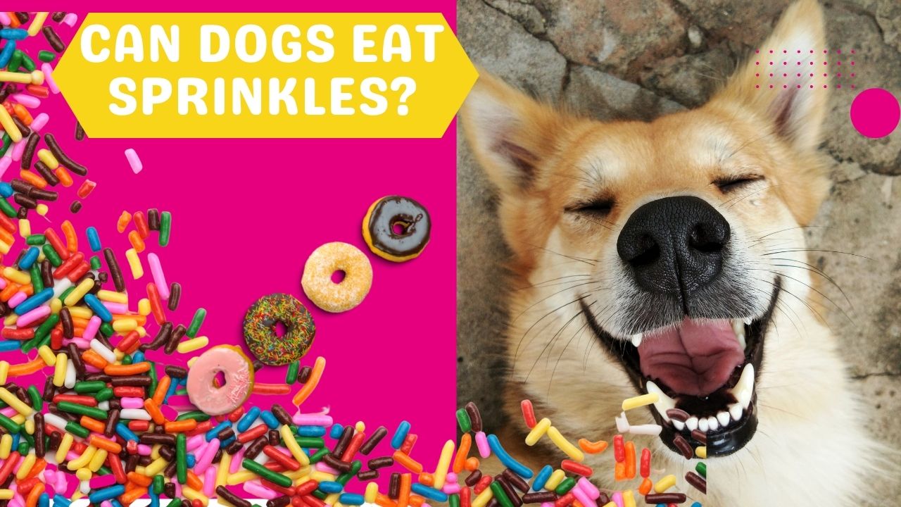 can dogs eat sprinkles