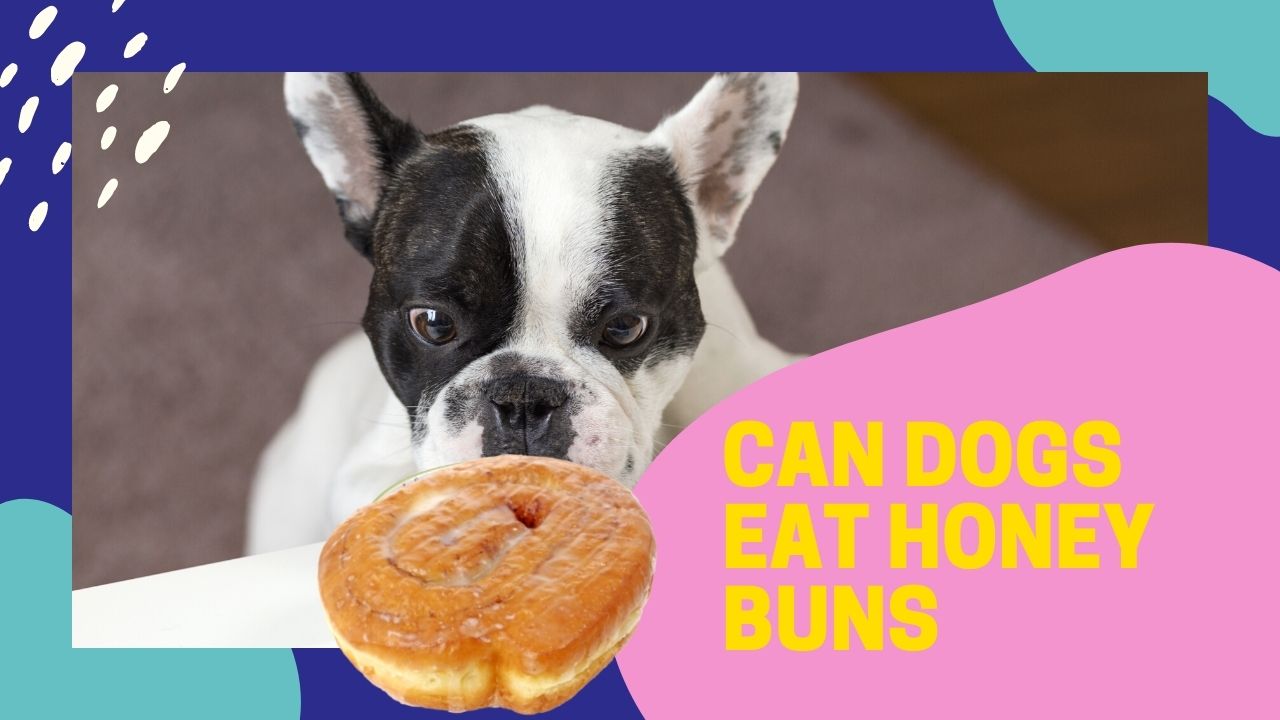 can dogs eat honey buns