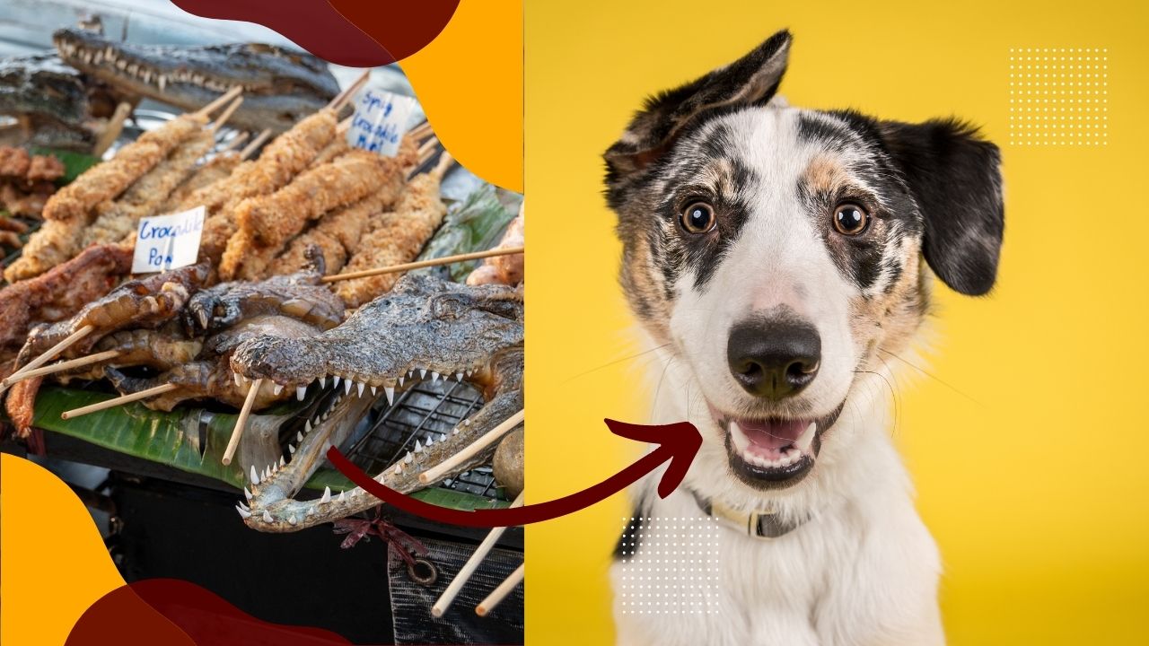 can dogs eat crocodile meat