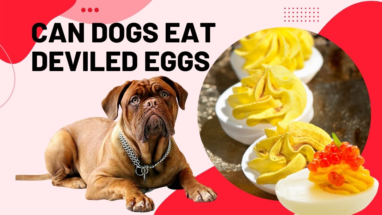 can dogs eat deviled eggs