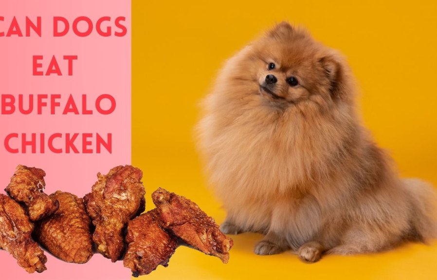 Can Dogs Eat Buffalo Chicken? Yes, But Here’s What You Need to Know