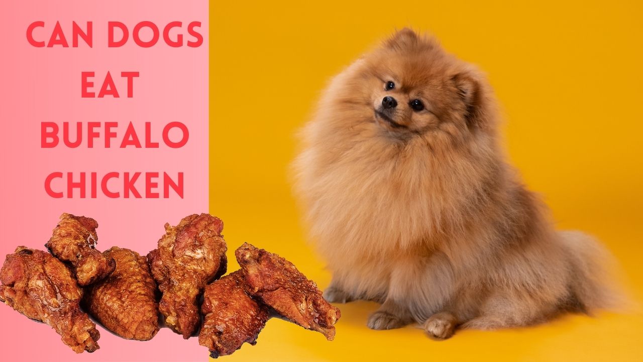 can dogs eat buffalo chicken