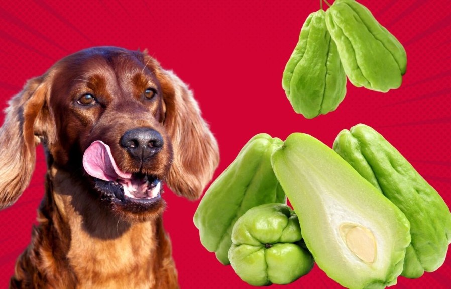 Can My Dog Eat Chayote? A Quick and easy Guide