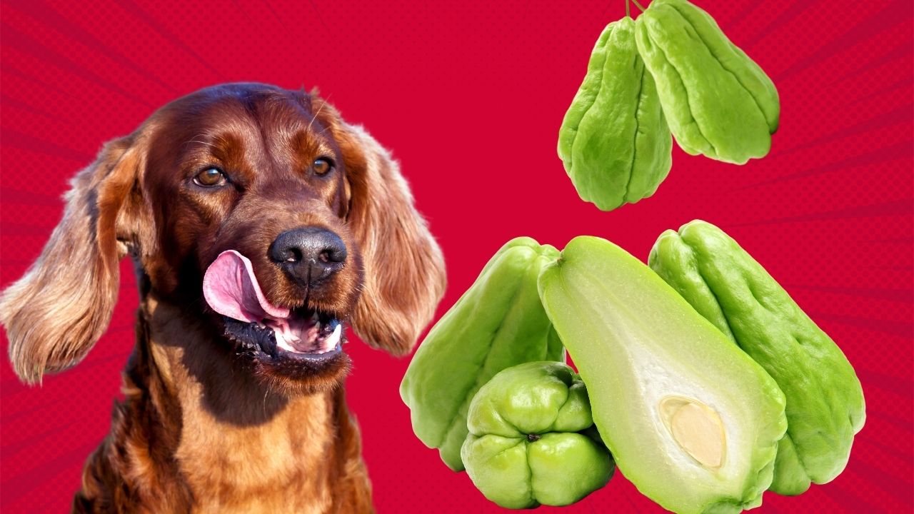 can my dog eat chayote