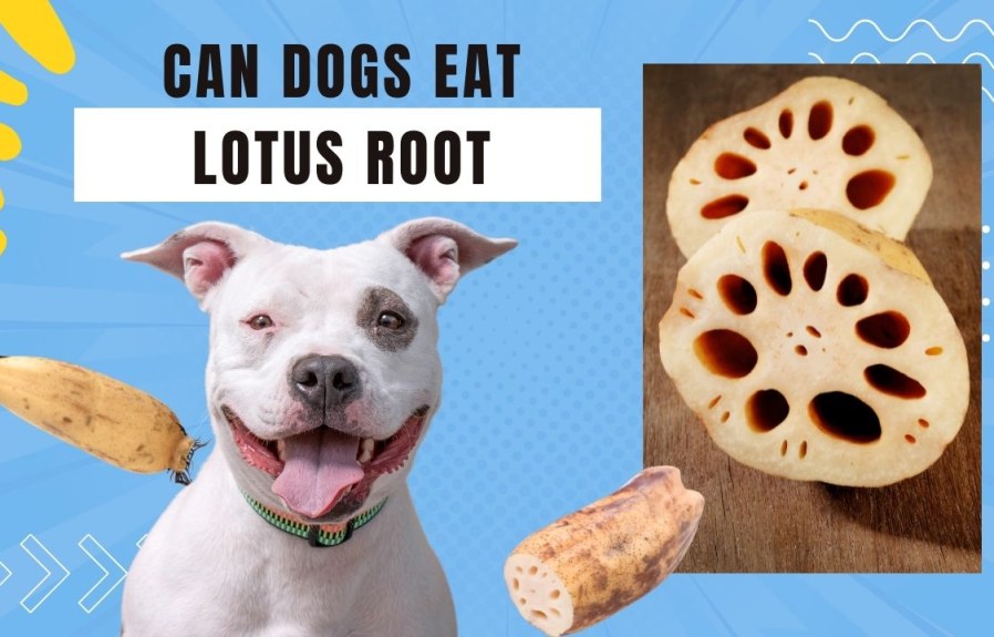 Is Lotus Root Safe for Dogs? Everything You Need to Know