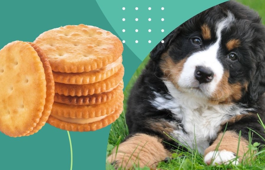 Can Dogs Eat Marie Biscuits? Find Out the Answer!