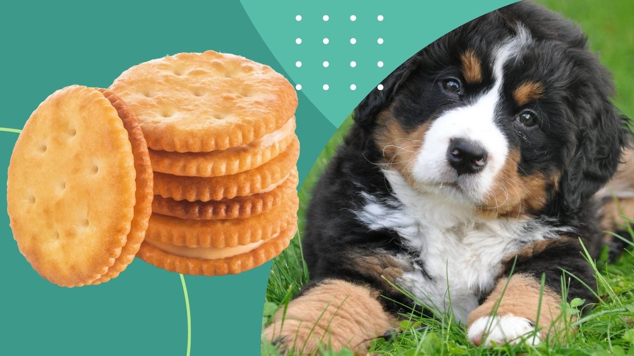 can dogs eat marie biscuits