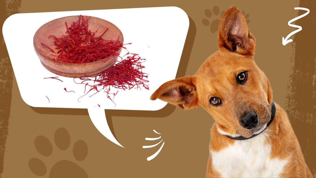 can dogs eat saffron