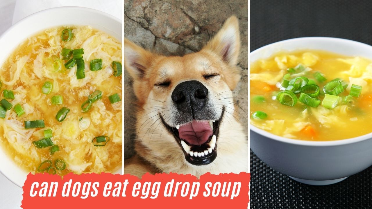 can dogs eat egg drop soup