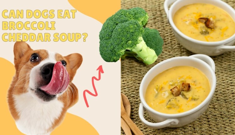 can dogs eat broccoli cheddar soup