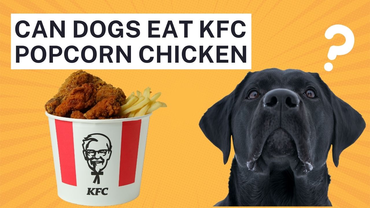 can dogs eat kfc popcorn chicken