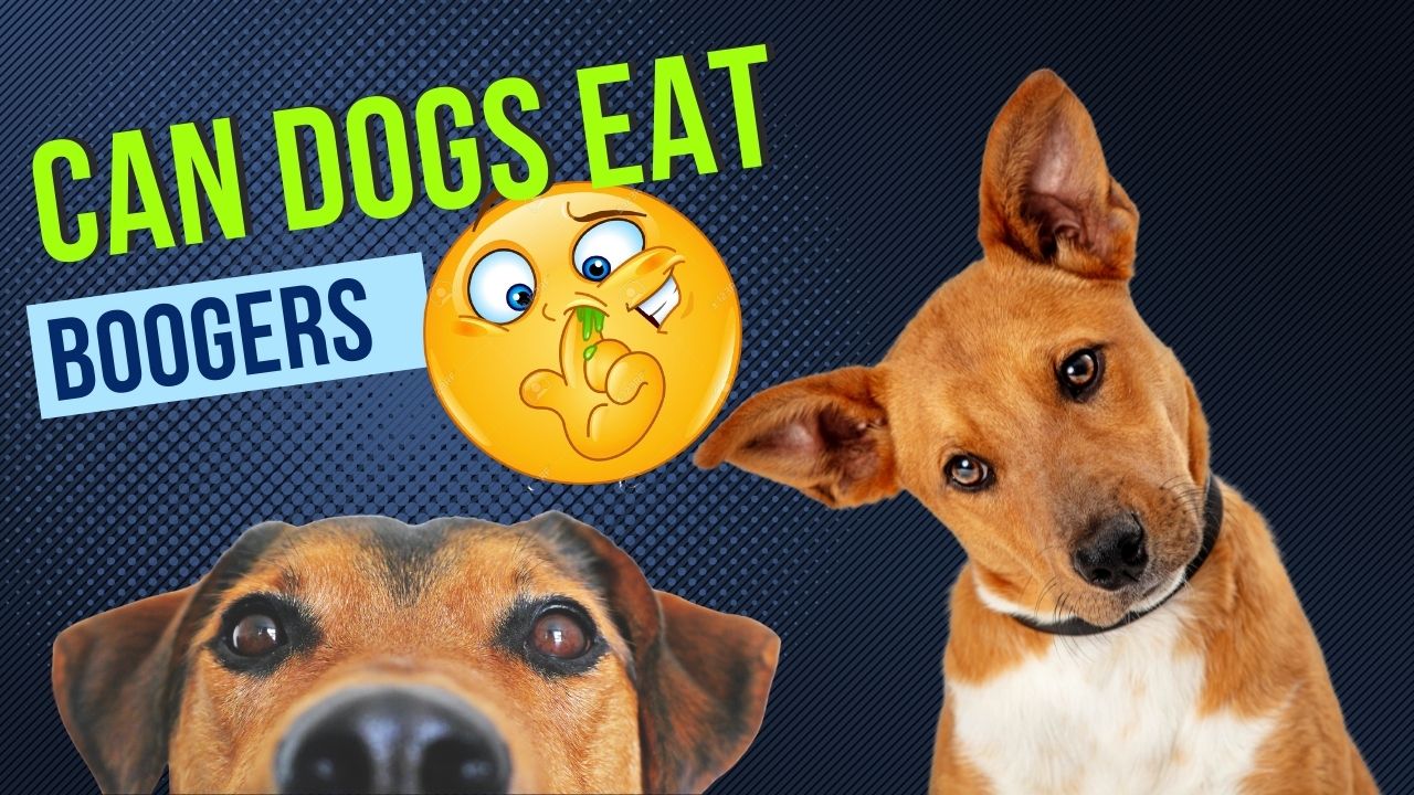 can dogs eat boogers