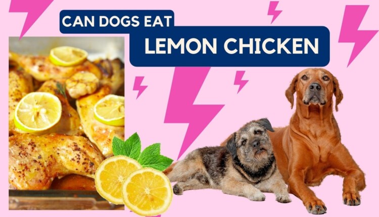 can dogs eat lemon chicken