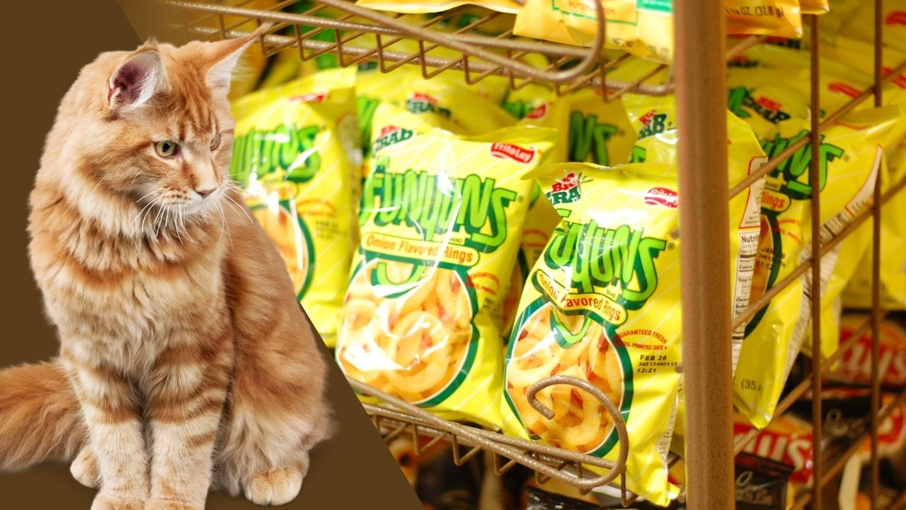 can cats eat funyuns
