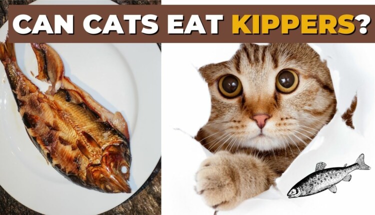 can cats eat kippers