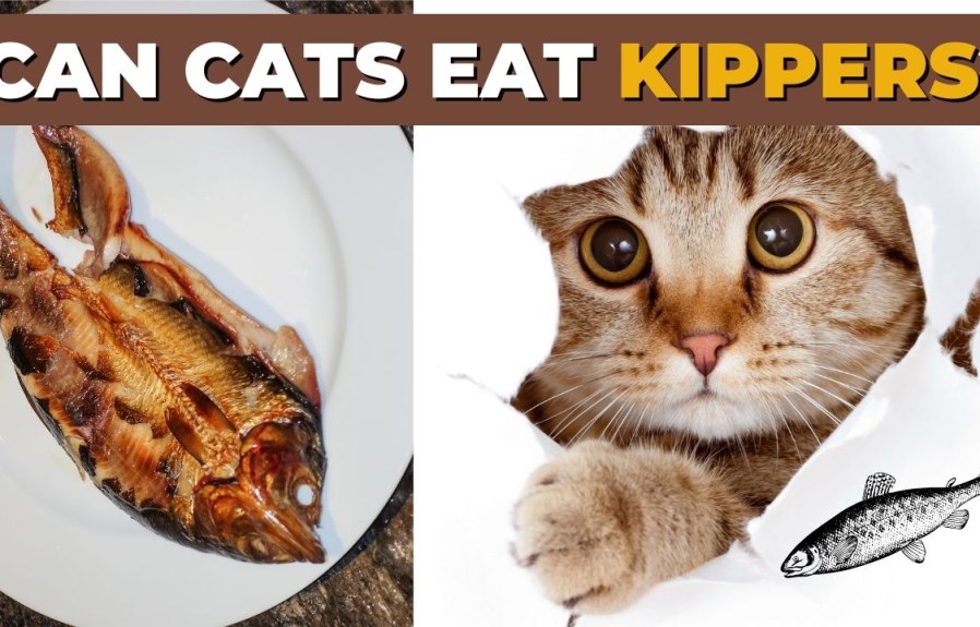 Can Cats Eat Kippers? The Truth Revealed