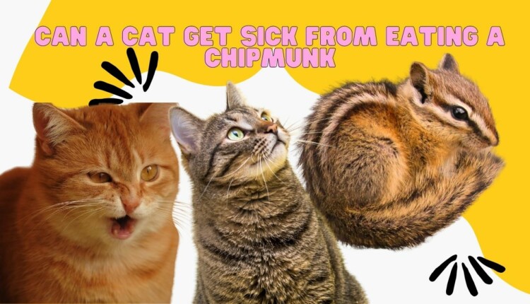 can a cat get sick from eating a chipmunk
