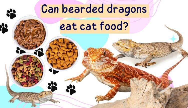 can bearded dragons eat cat food