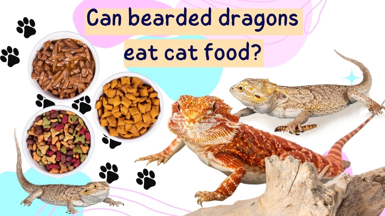 can bearded dragons eat cat food